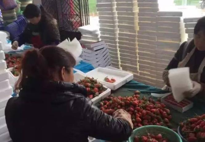 云南小伙引进国外草莓品种一年创收几十万