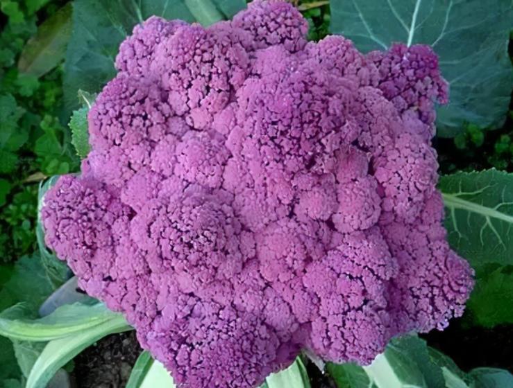 6旬老人种植紫色西蓝花一年收入20多万