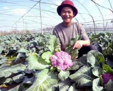 6旬老人种植紫色西蓝花一年收入20多万