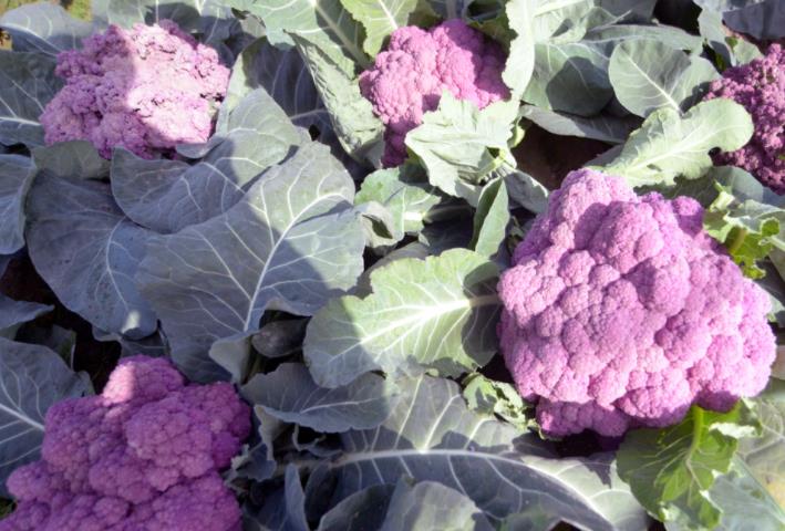 6旬老人种植紫色西蓝花一年收入20多万